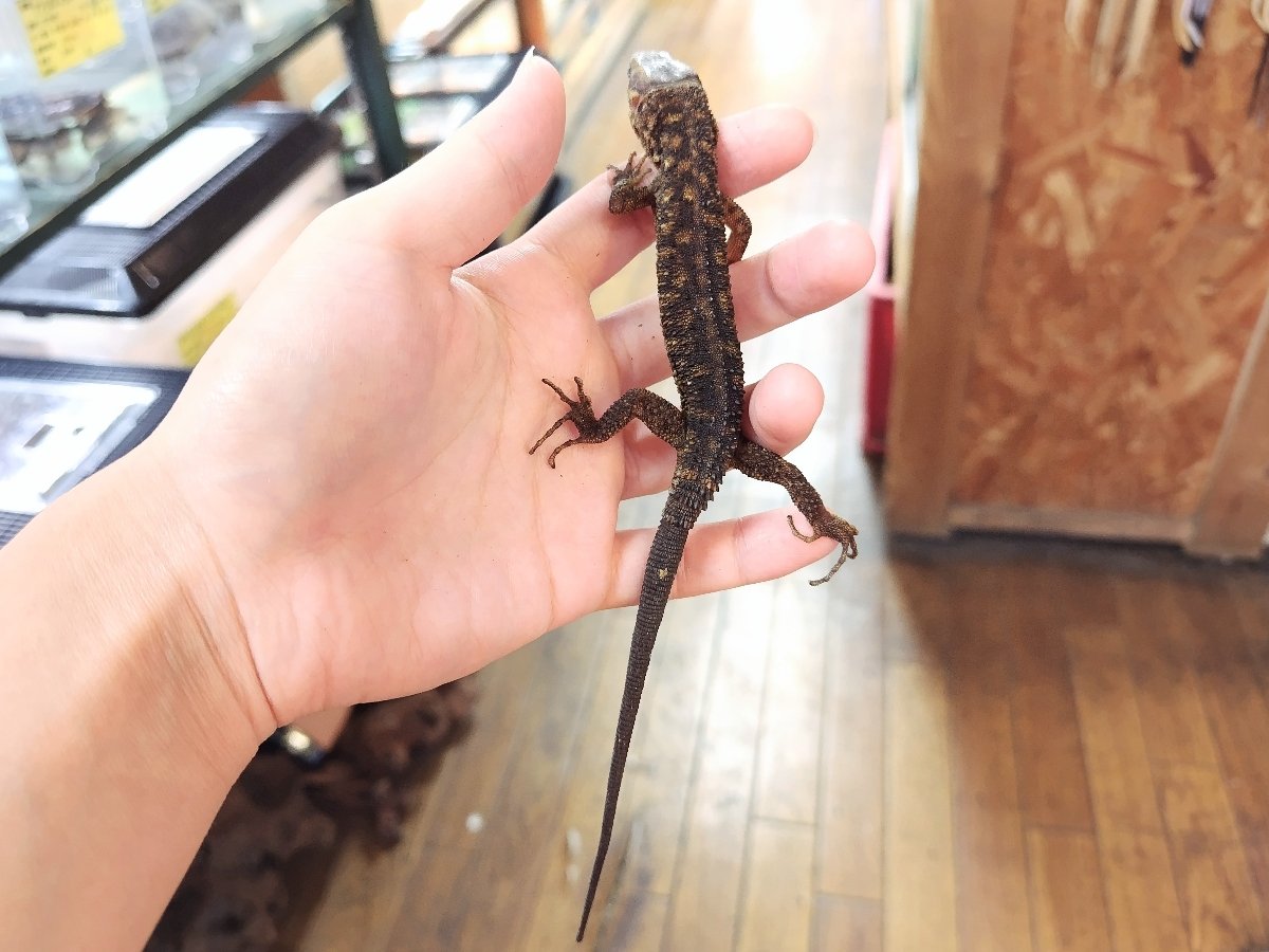 イボヨルトカゲ(2)