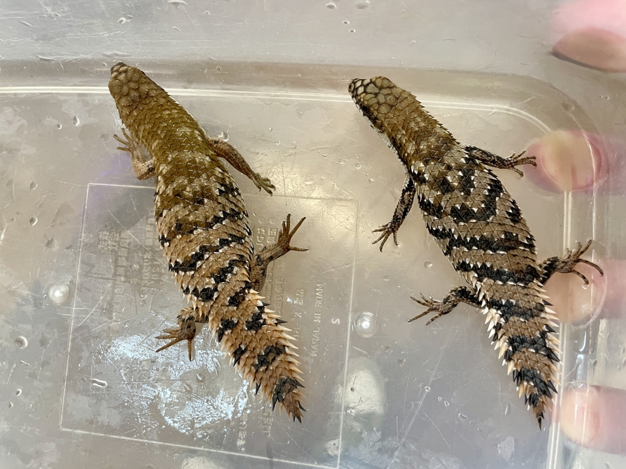 デプレッサイワトカゲ（サウザン）（ホワイトヘッド）(3)