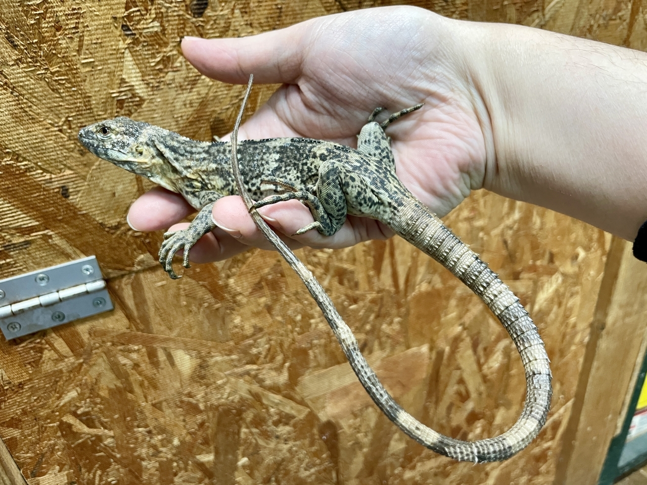 バナナスパイニーテールイグアナ（ケリーライン）(1)