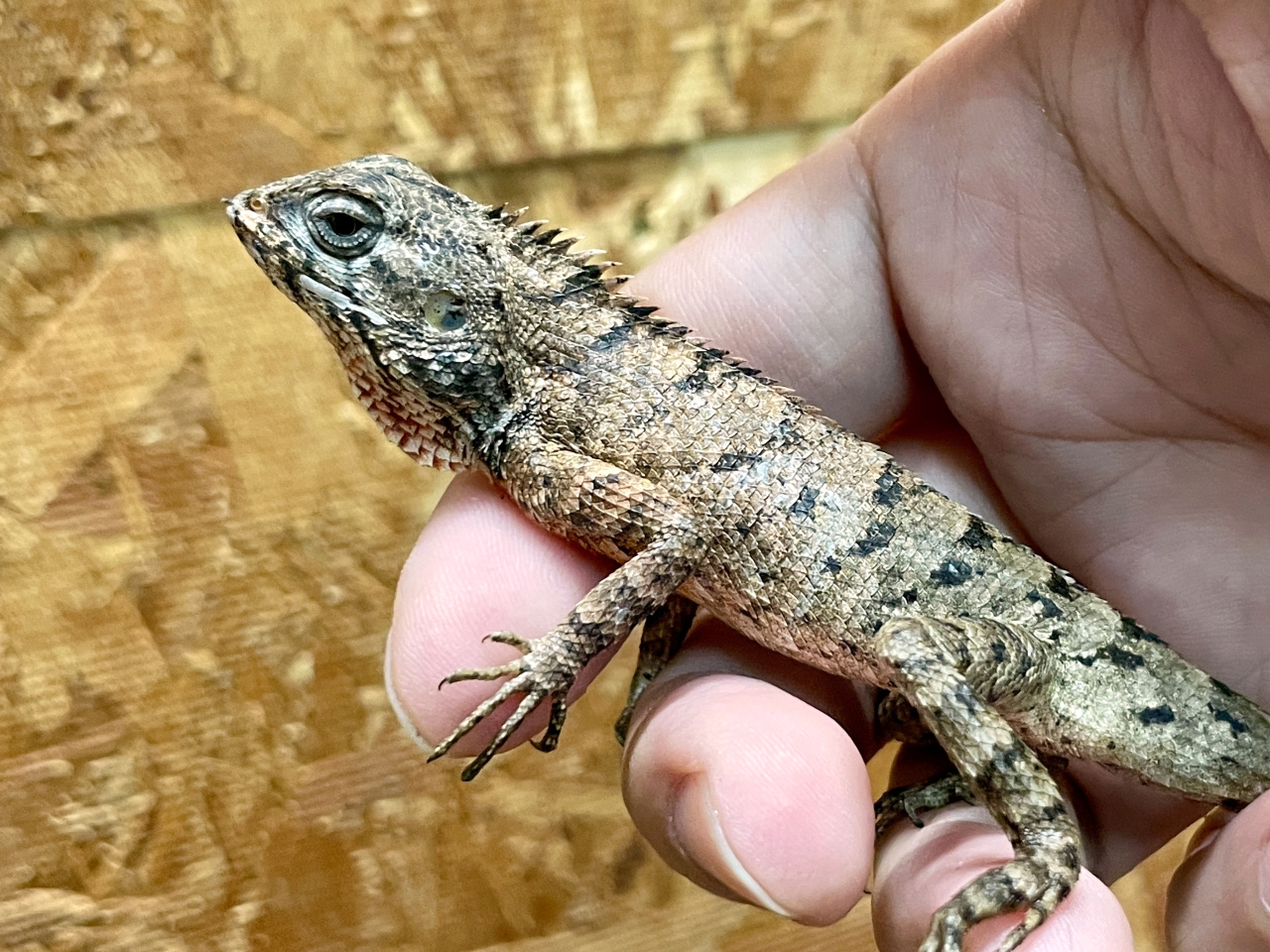 イロカエカロテス(1)