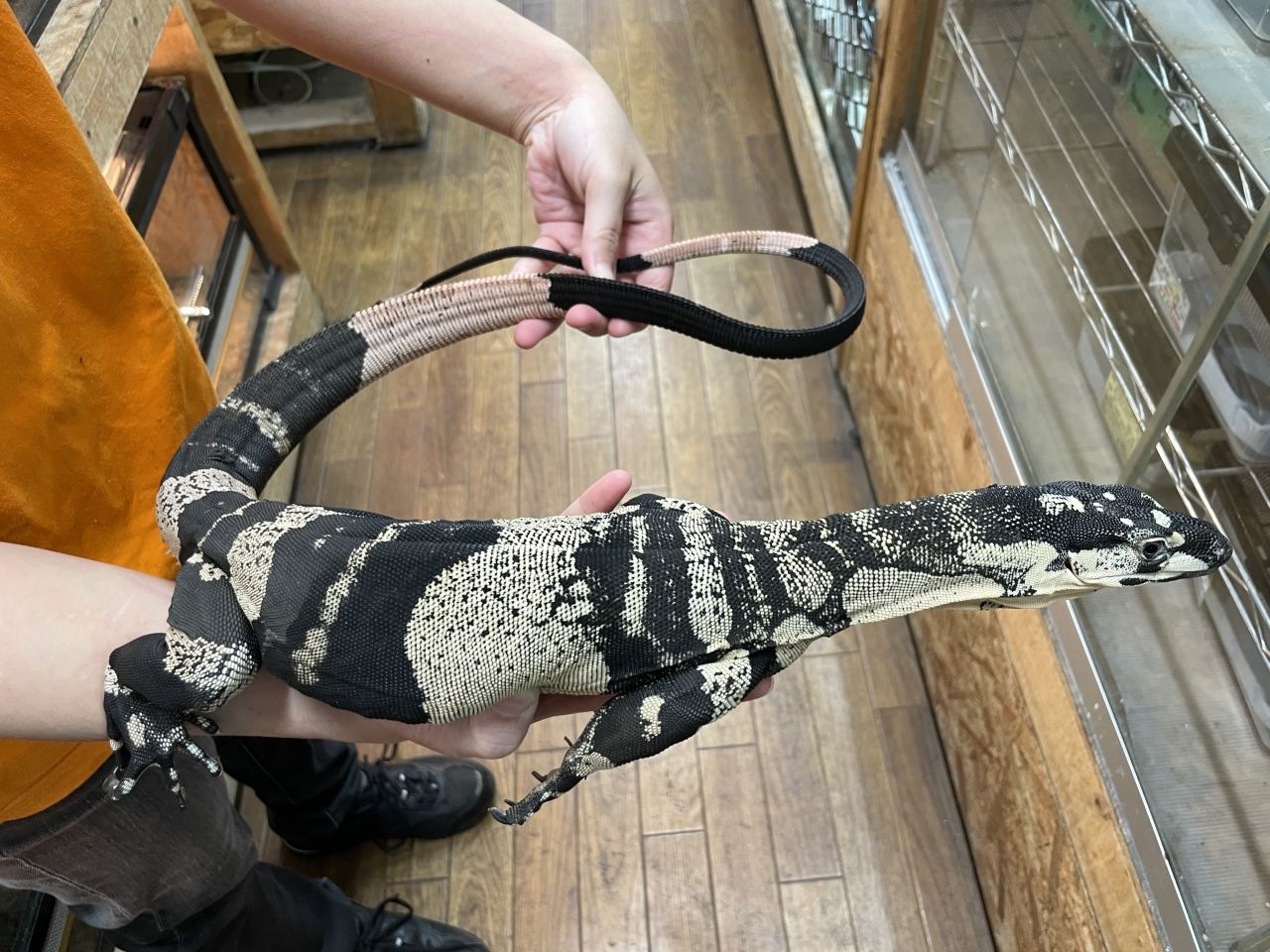 レースモニター（ベルフェイズ）(3)