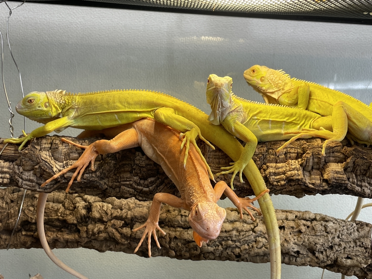 グリーンイグアナ（アルビノ）(4)