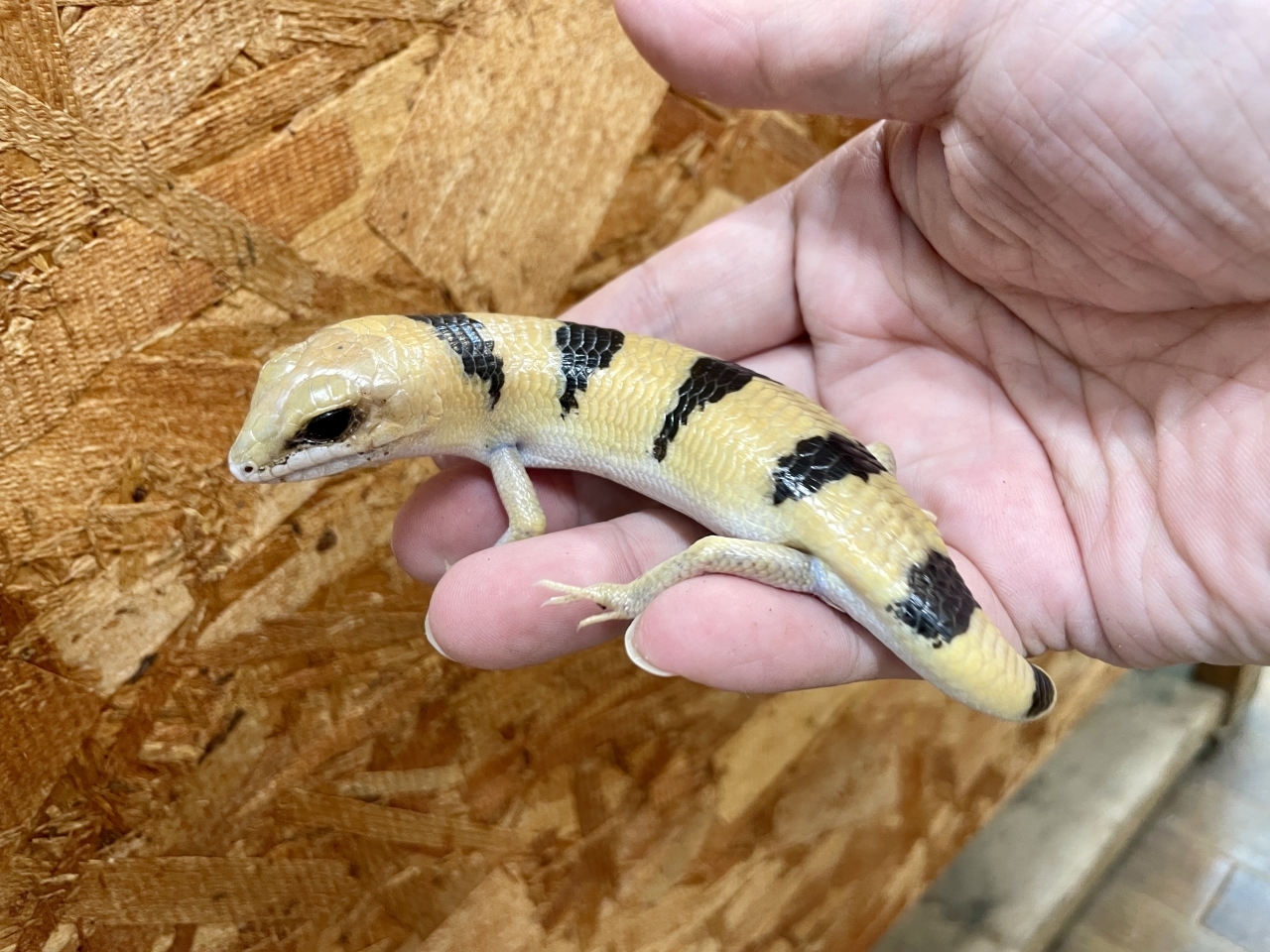 ピーターズバンデッドスキンク(2)