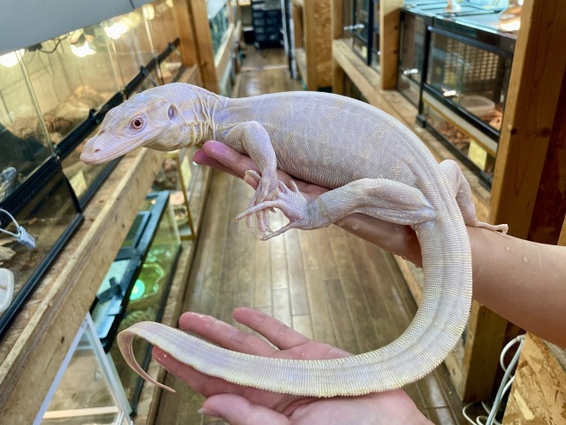 サルバトールモニター（T-アルビノ）