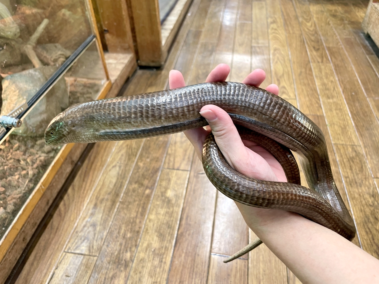 レバントアシナシトカゲ(2)