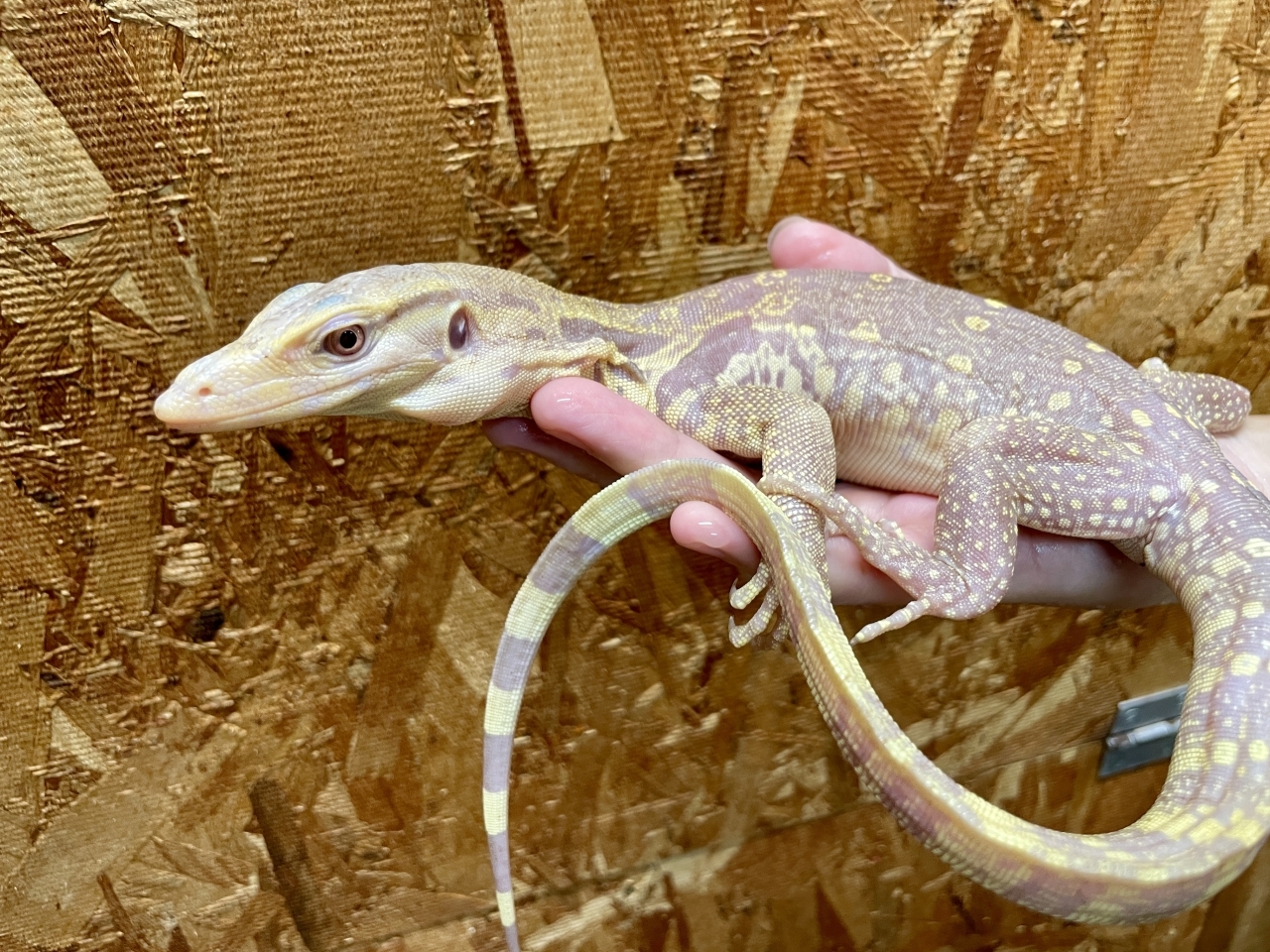 サルバトールモニター（T+アルビノ）(6)