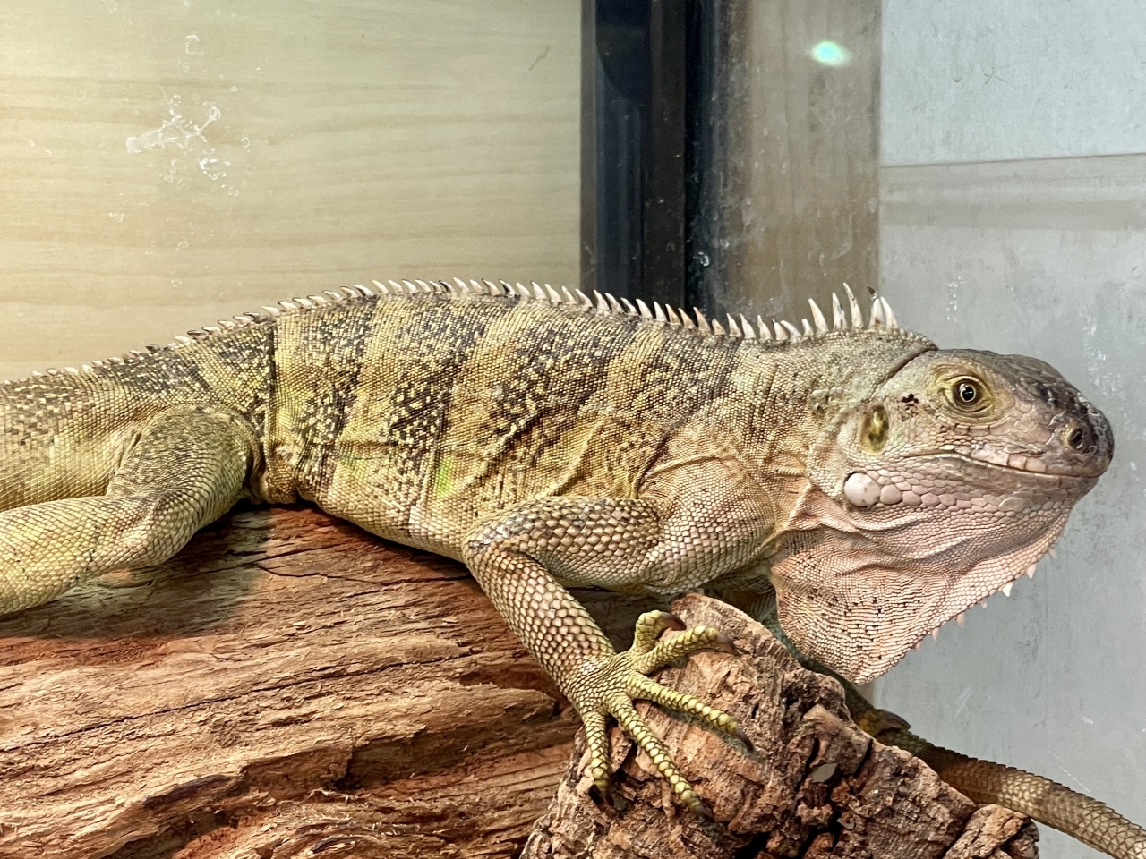 トバコホワイトゼブライグアナ(7)