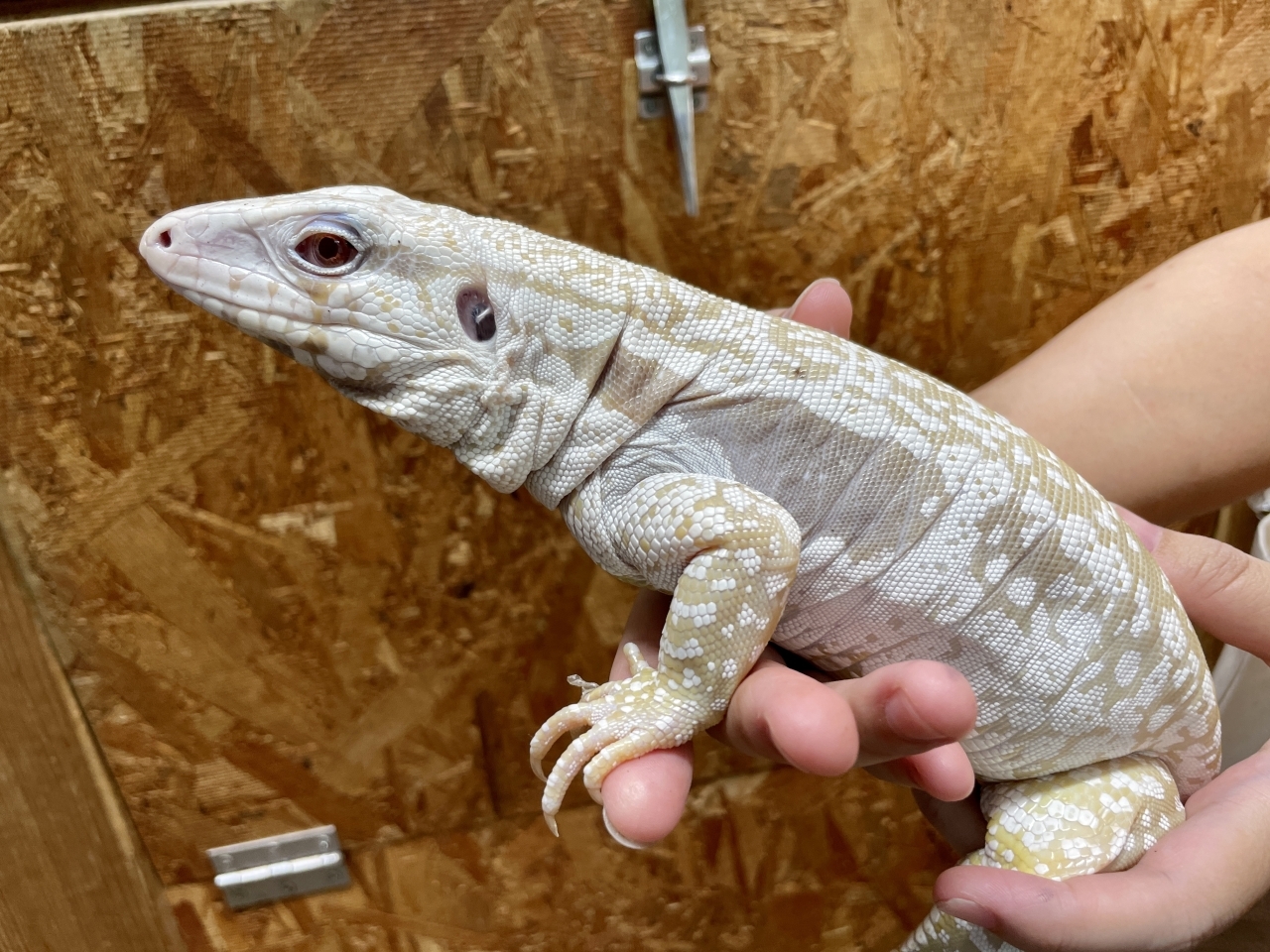 アルビノブルーテグー(4)