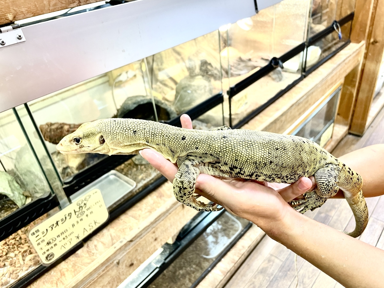 イエローヘッドモニター（スクリーマスペシャル）（パターレス）(4)