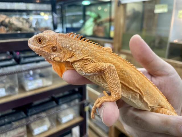 グリーンイグアナ（レッドアルビノ）