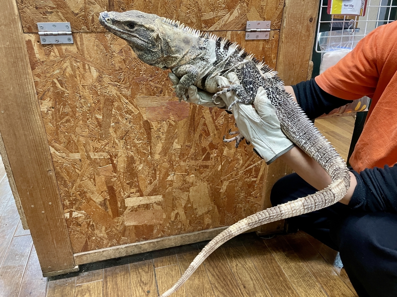 ツナギトゲオイグアナ(3)