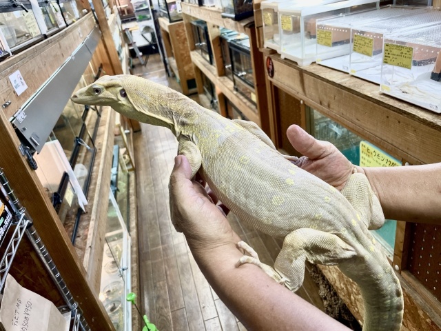 サルバトールモニター（T+アルビノ）