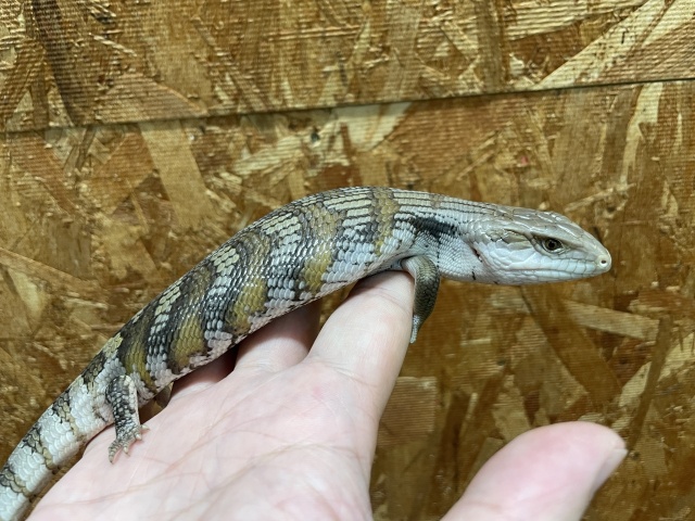 ヒガシアオジタトカゲ