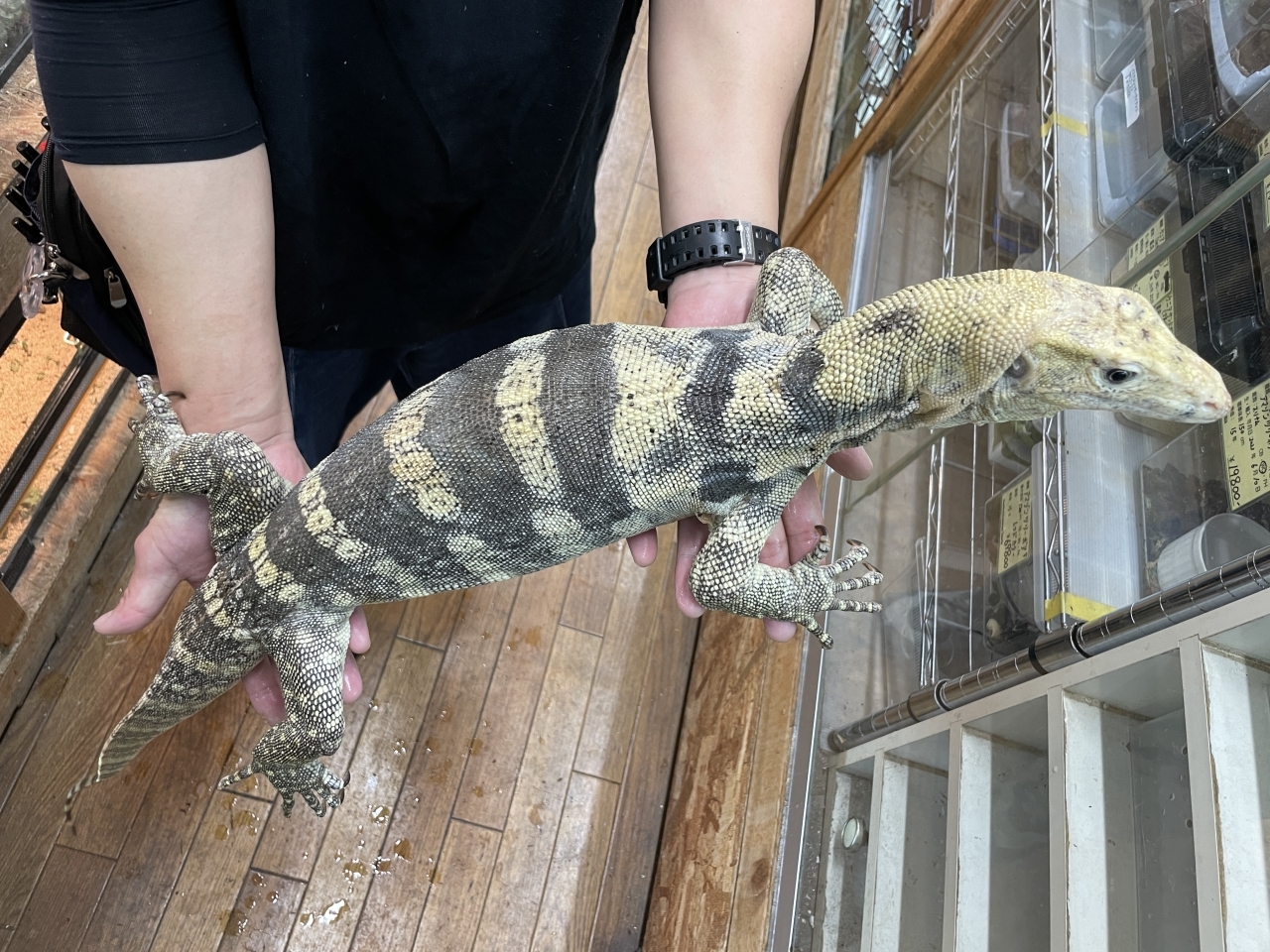 サルファモニター（ハイイエロー）(4)