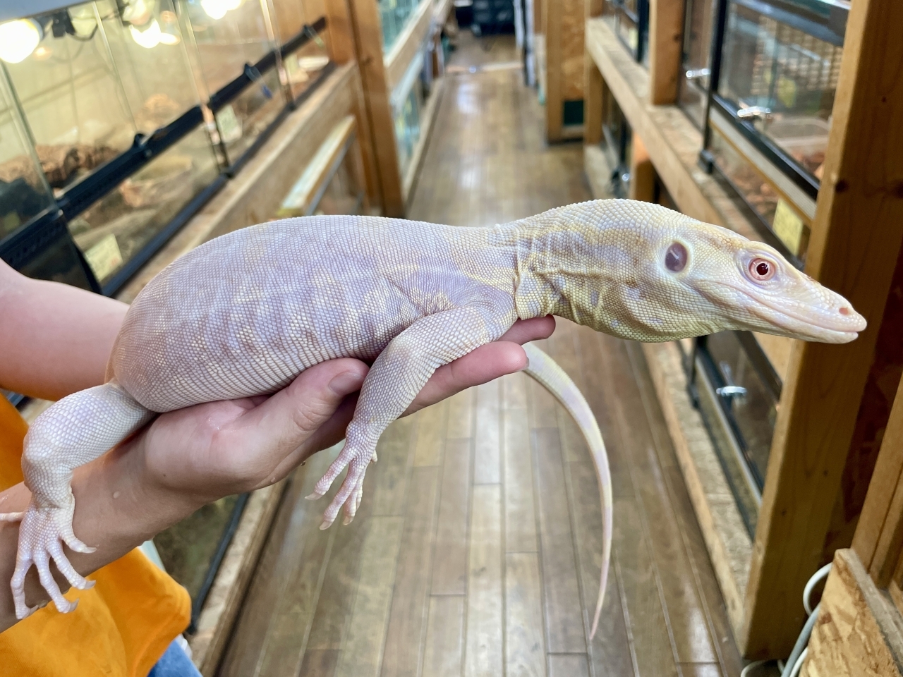 サルバトールモニター（T-アルビノ）(4)