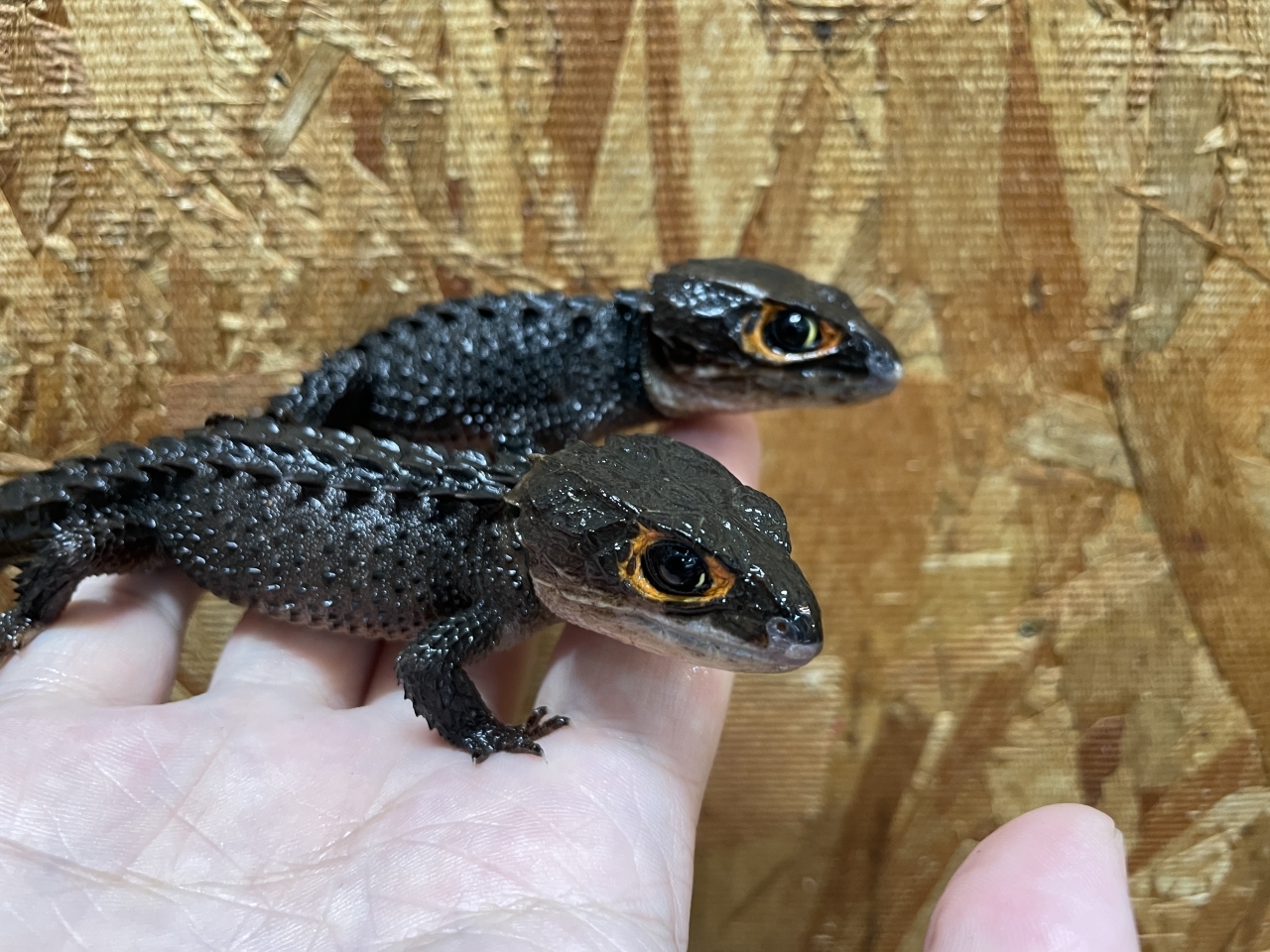 アカメカブトトカゲ(1)