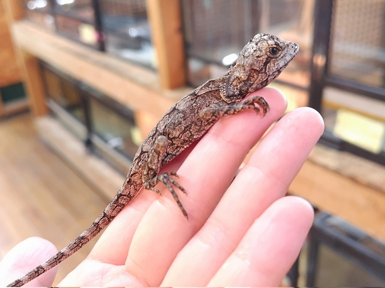 エリマキトカゲ(2)