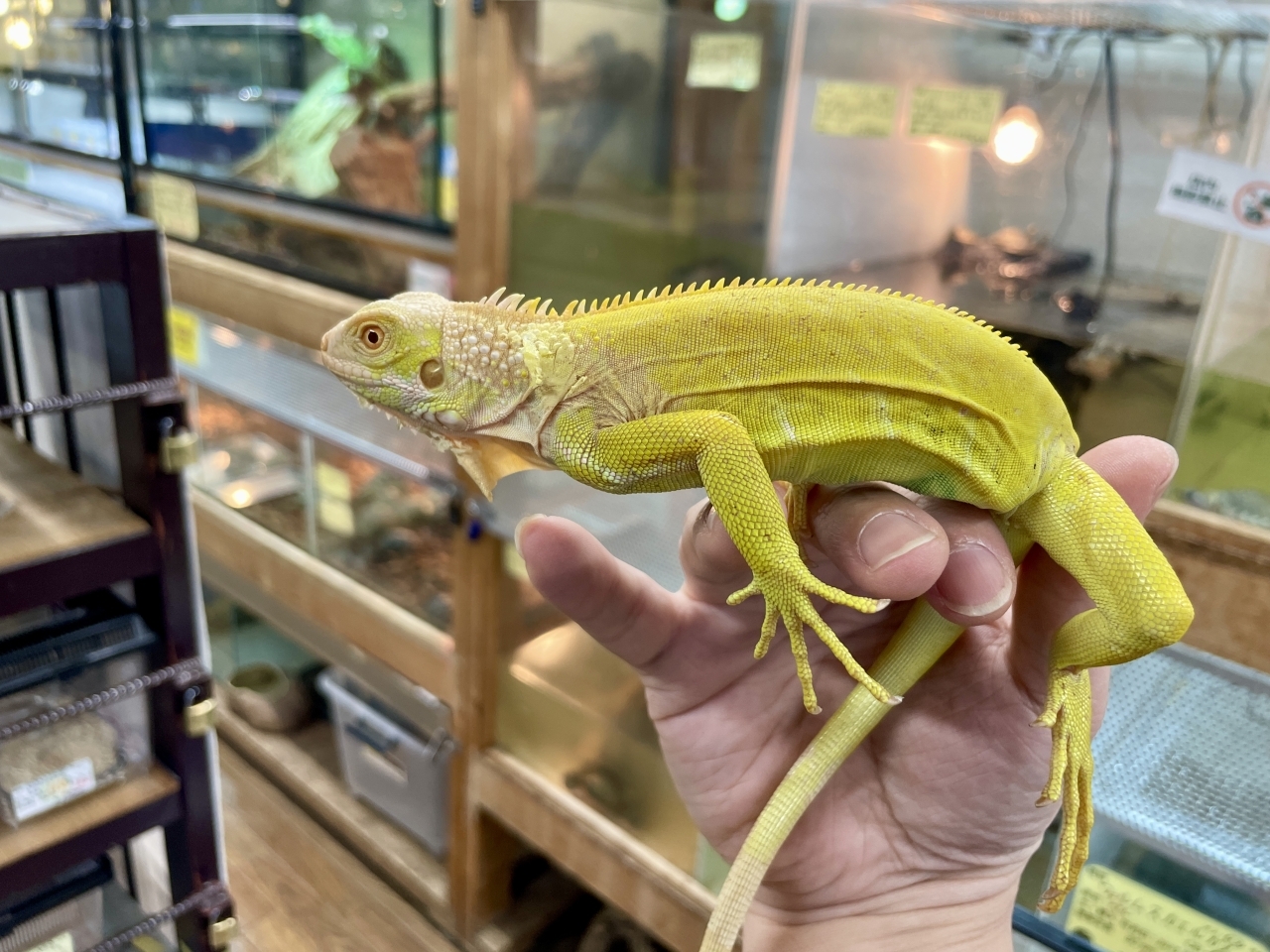 グリーンイグアナ（アルビノ）(2)