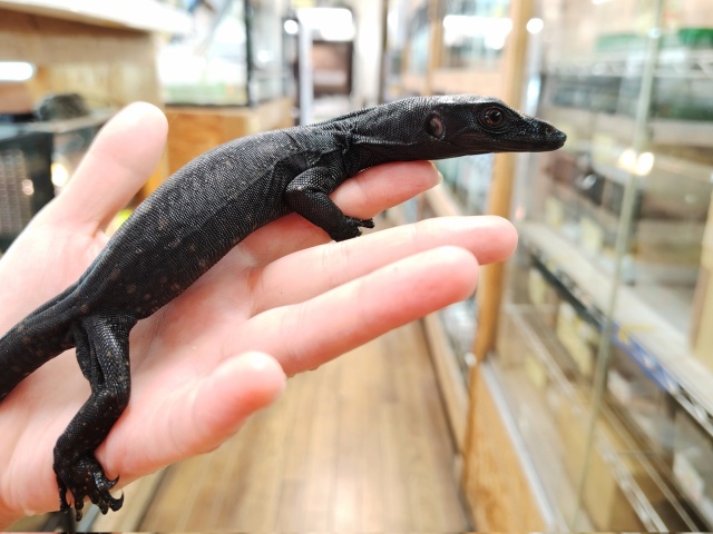 サルバトールモニター（メラニスティック）