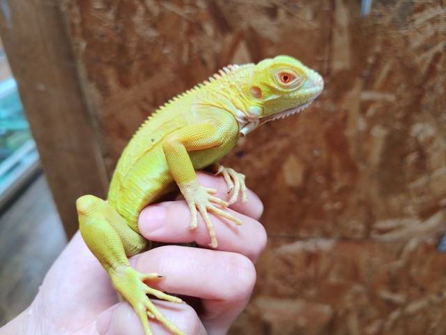 アルビノイグアナ