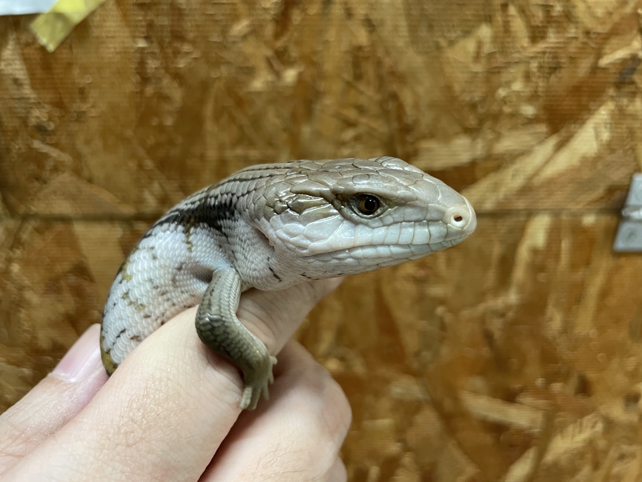 ヒガシアオジタトカゲ(3)