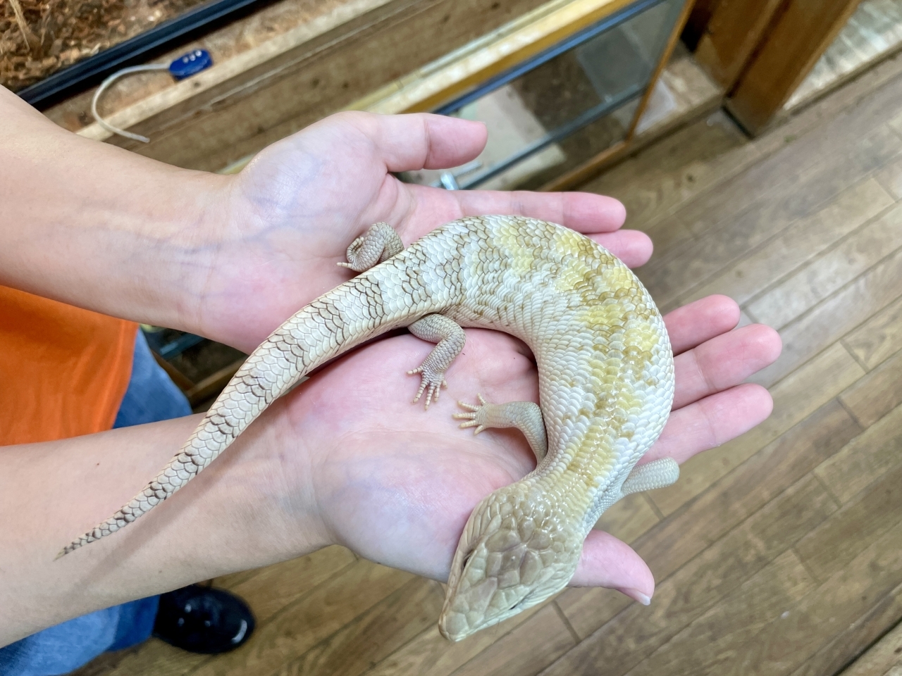 ヒガシアオジタトカゲ（ホワイトスーパーハイポ）(4)
