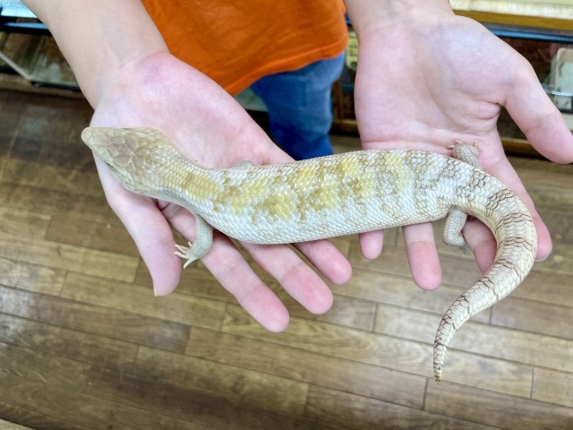 ヒガシアオジタトカゲ（ホワイトスーパーハイポ）