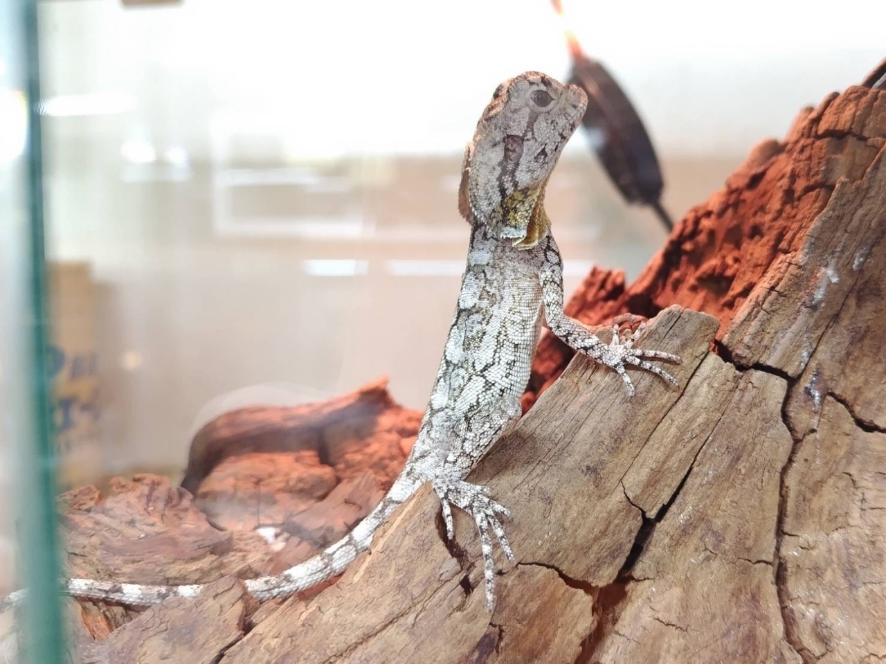 エリマキトカゲ(4)