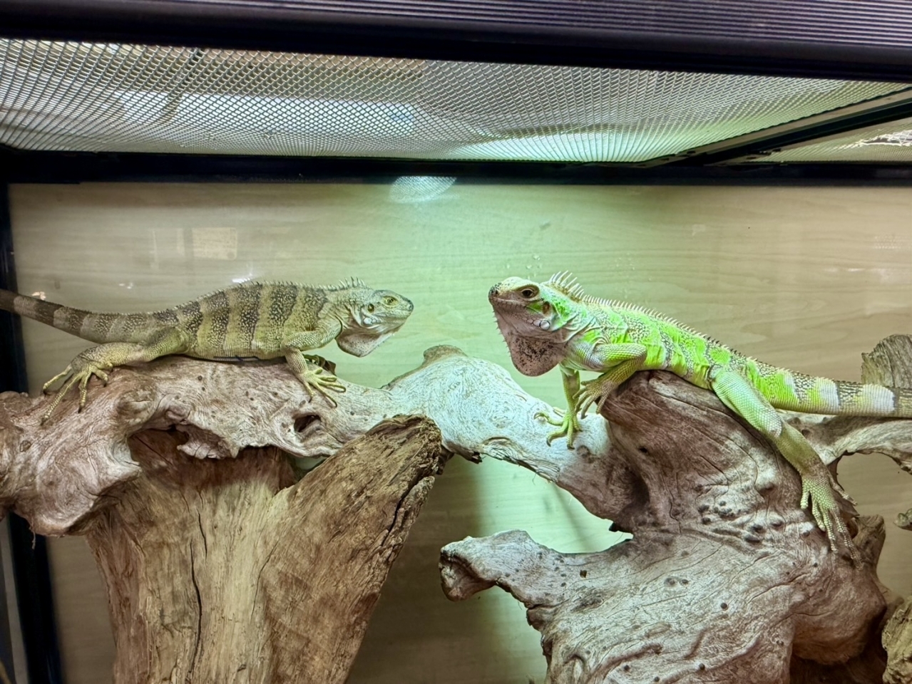 トバコホワイトゼブライグアナ(4)