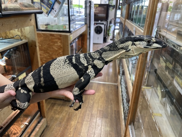 レースモニター（ベルフェイズ）