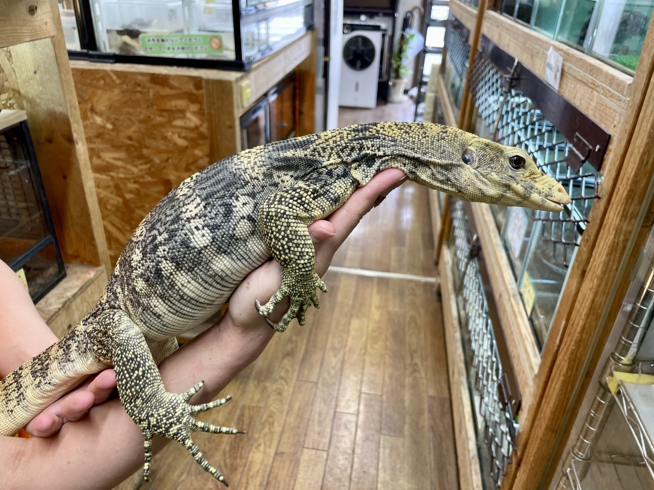 サルファモニター（ハイイエロー）(1)