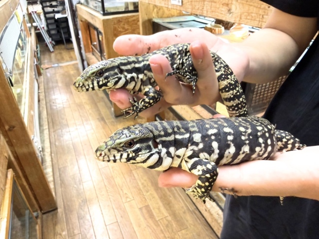 アルゼンチンブラックアンドホワイトテグー