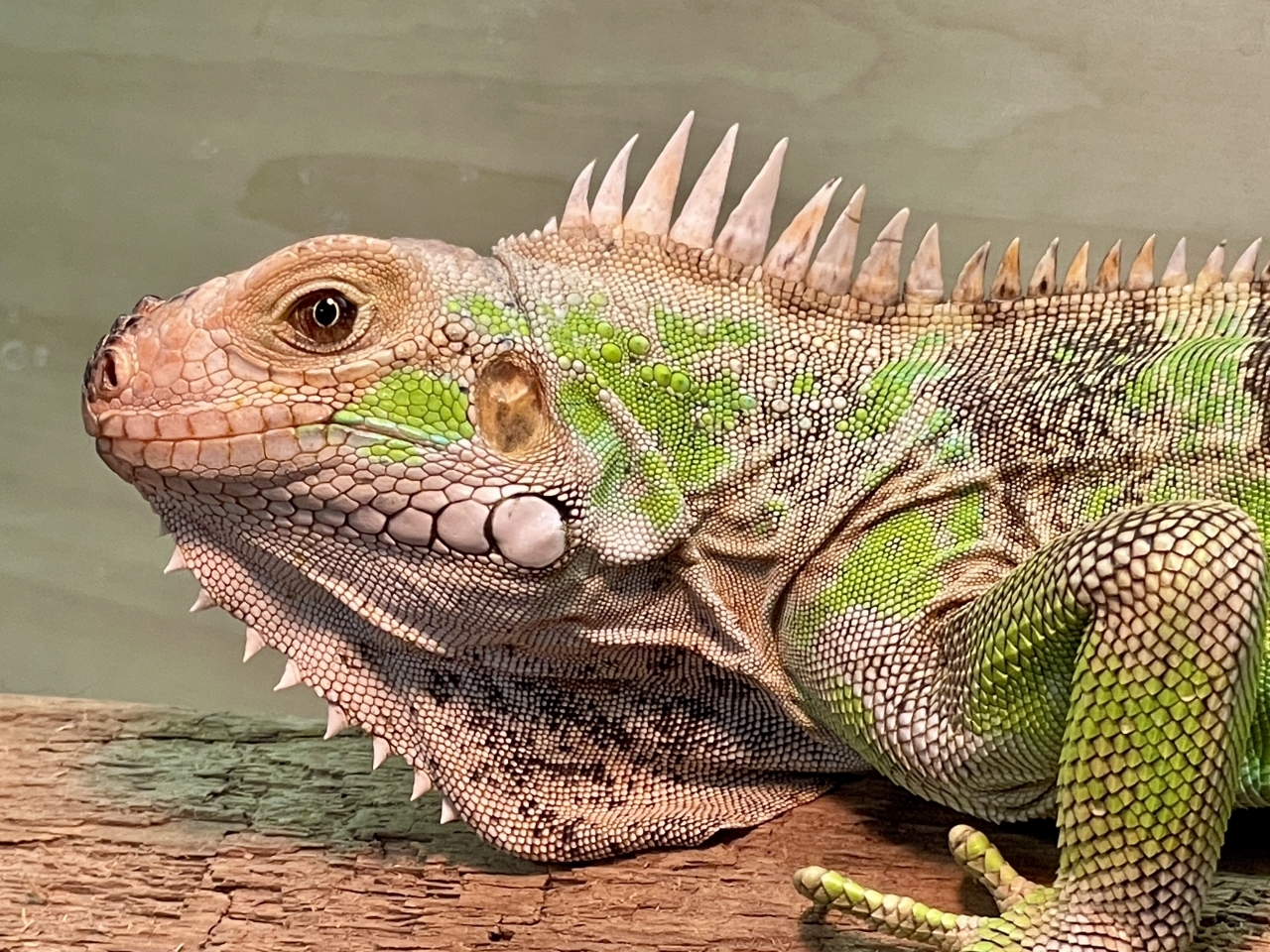 トバコホワイトゼブライグアナ(5)