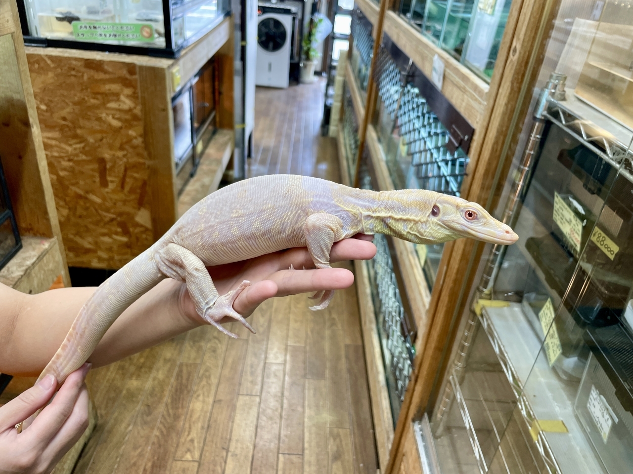 サルバトールモニター（T-アルビノ）(2)