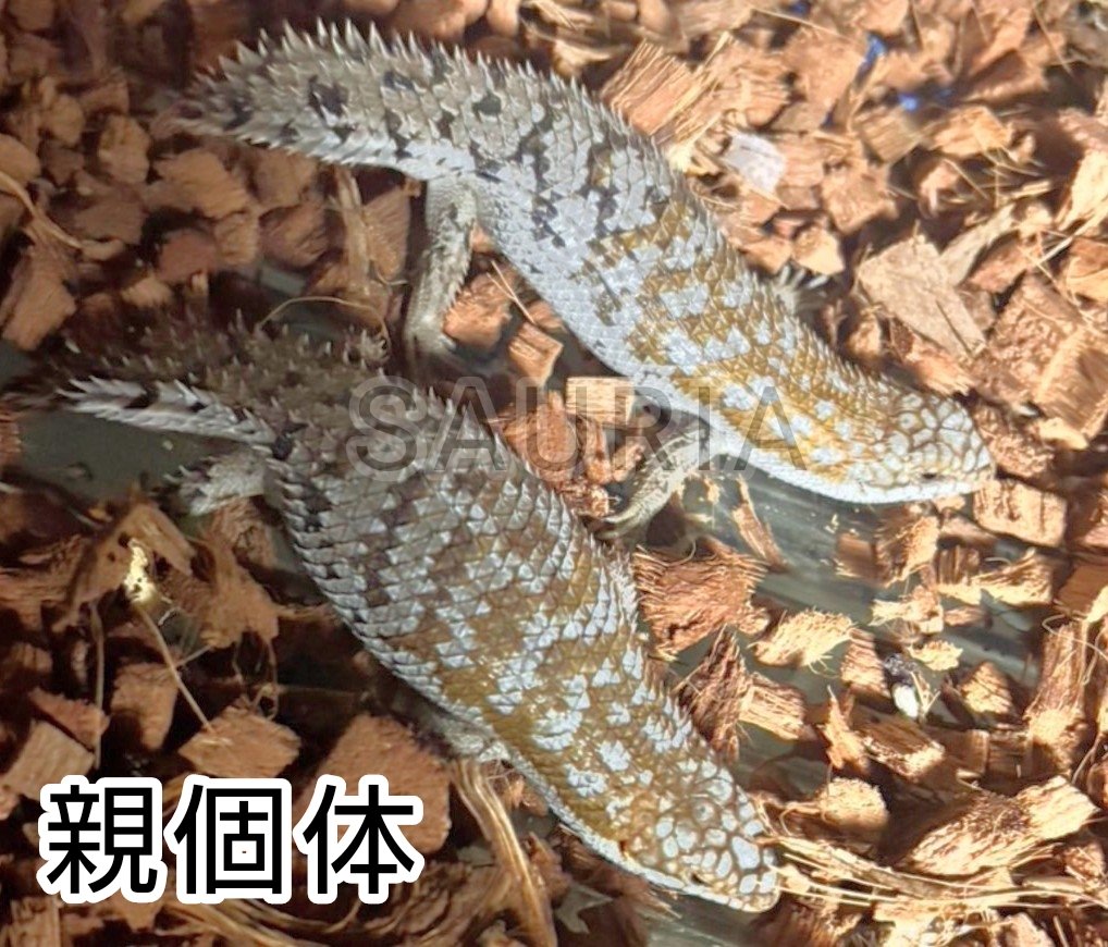 デプレッサイワトカゲ（サウザン）（ホワイトヘッド）(4)