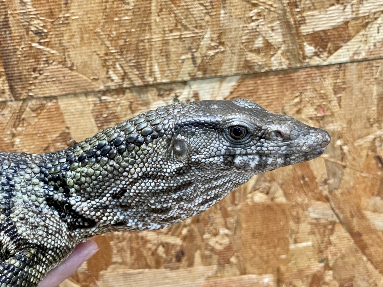 デュメリルモニター(4)