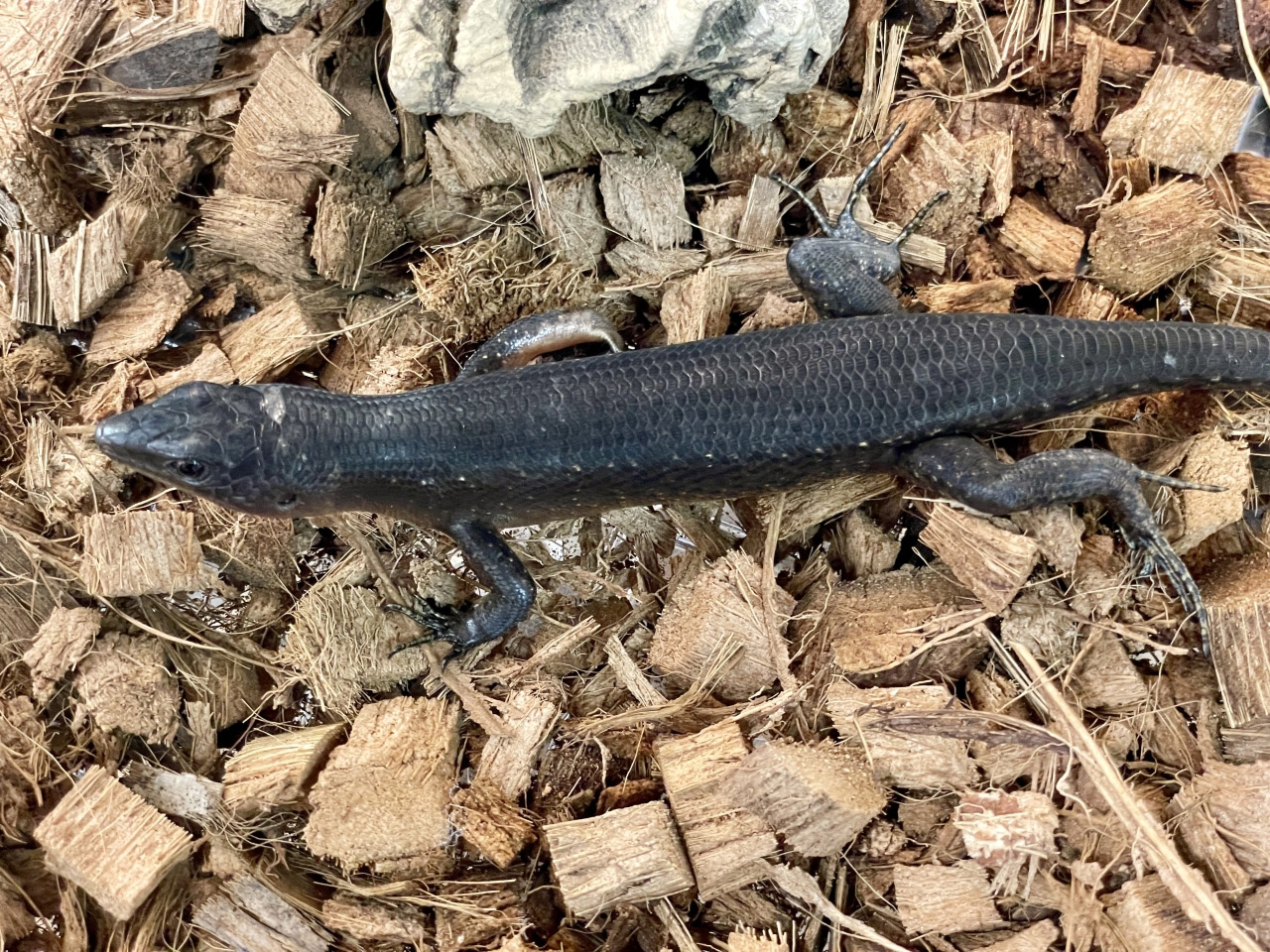 ブラックエモイア(3)