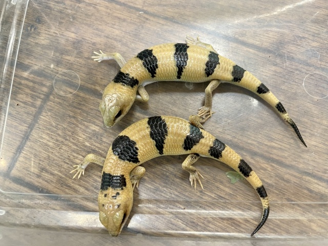 ピーターズバンデッドスキンク