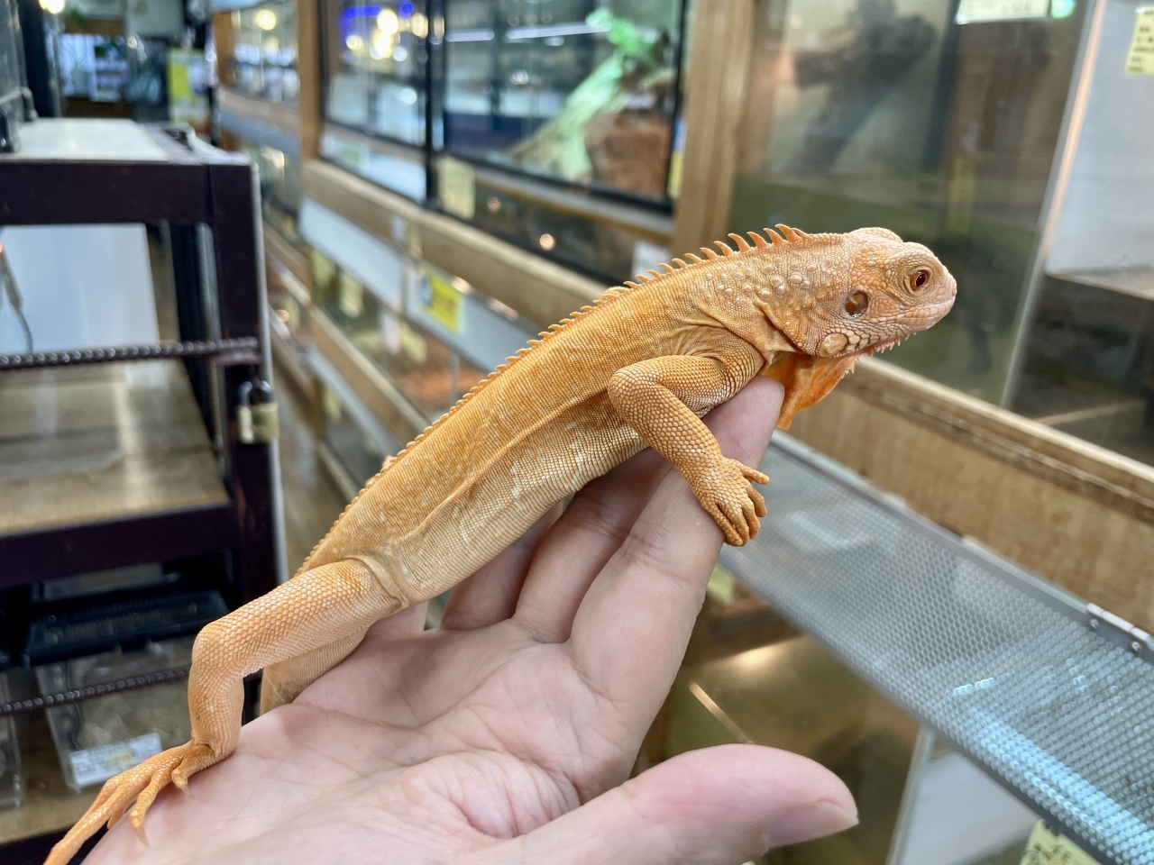 グリーンイグアナ（レッドアルビノ）(2)