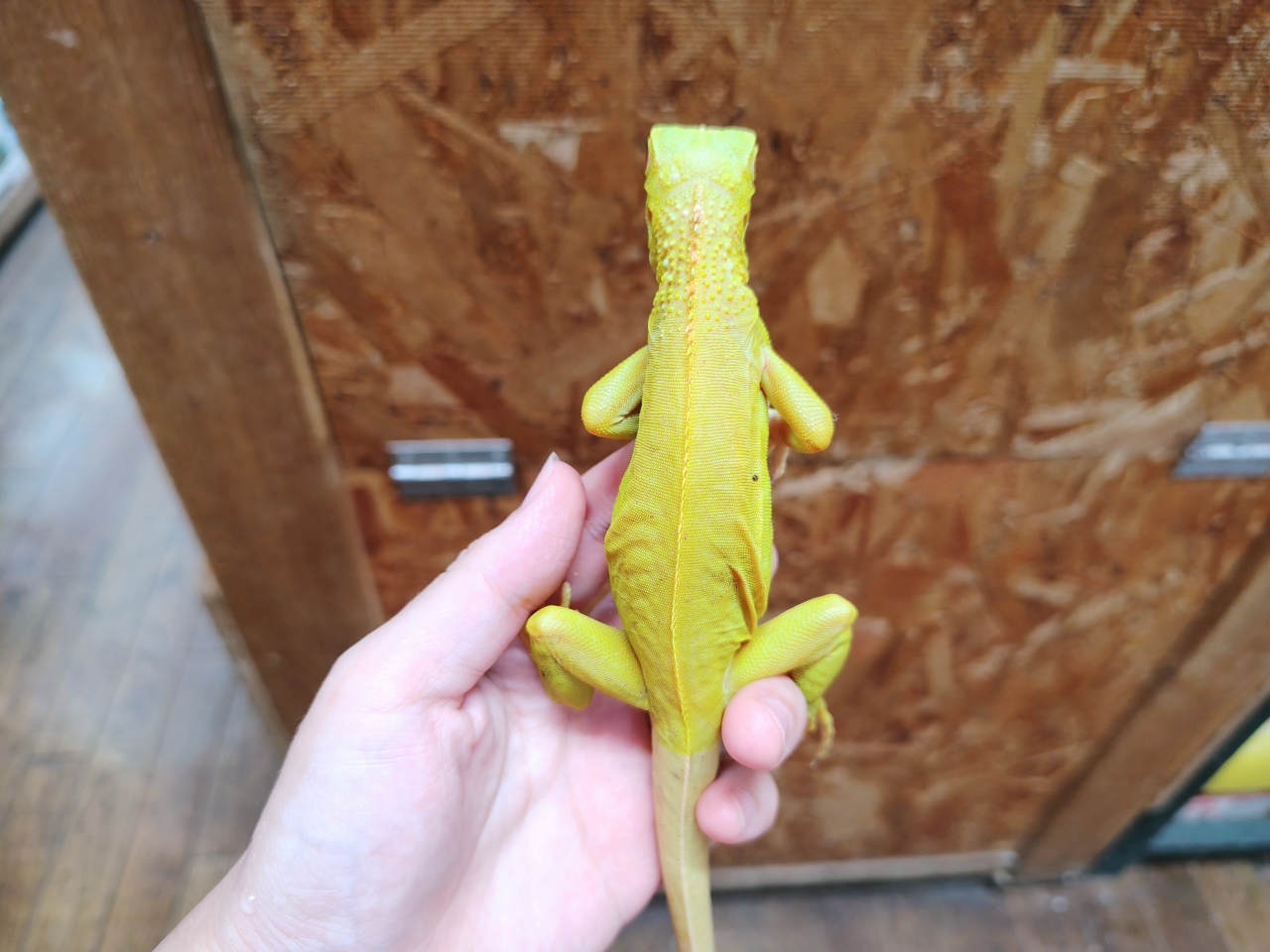 アルビノイグアナ(2)