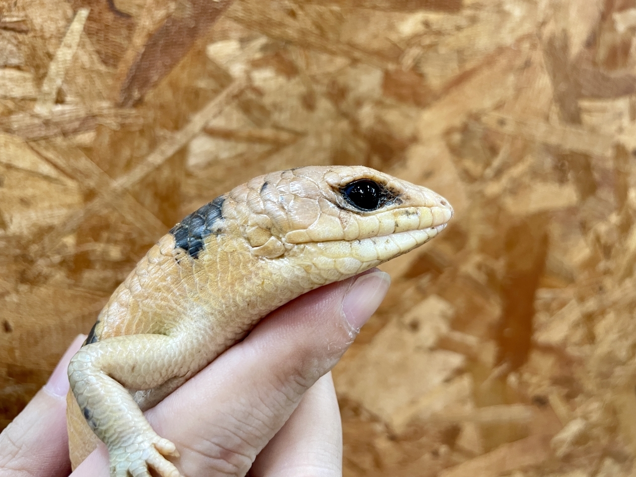 ピーターズバンデッドスキンク(4)