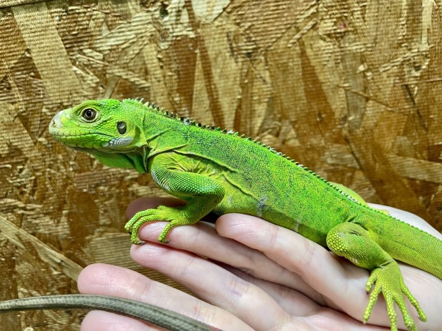 レッサーアンティルイグアナ