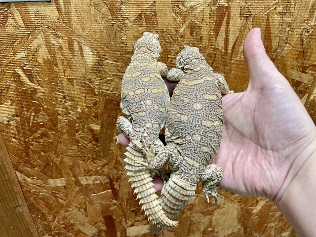ニシキトゲオアガマ