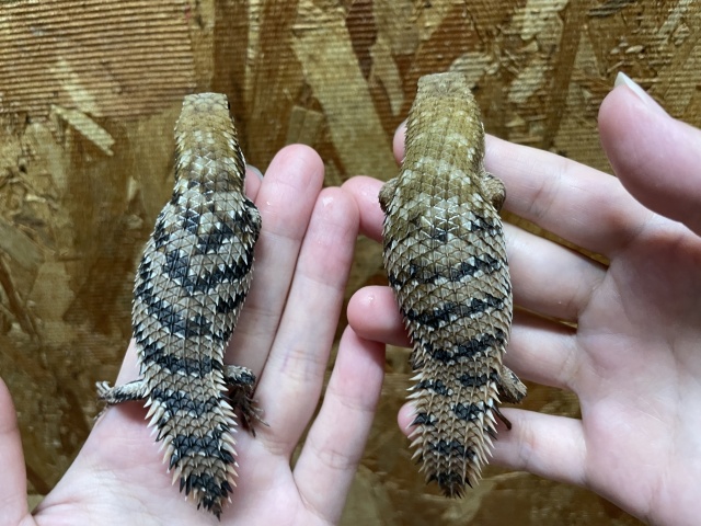 デプレッサイワトカゲ（サウザン）（ホワイトヘッド）