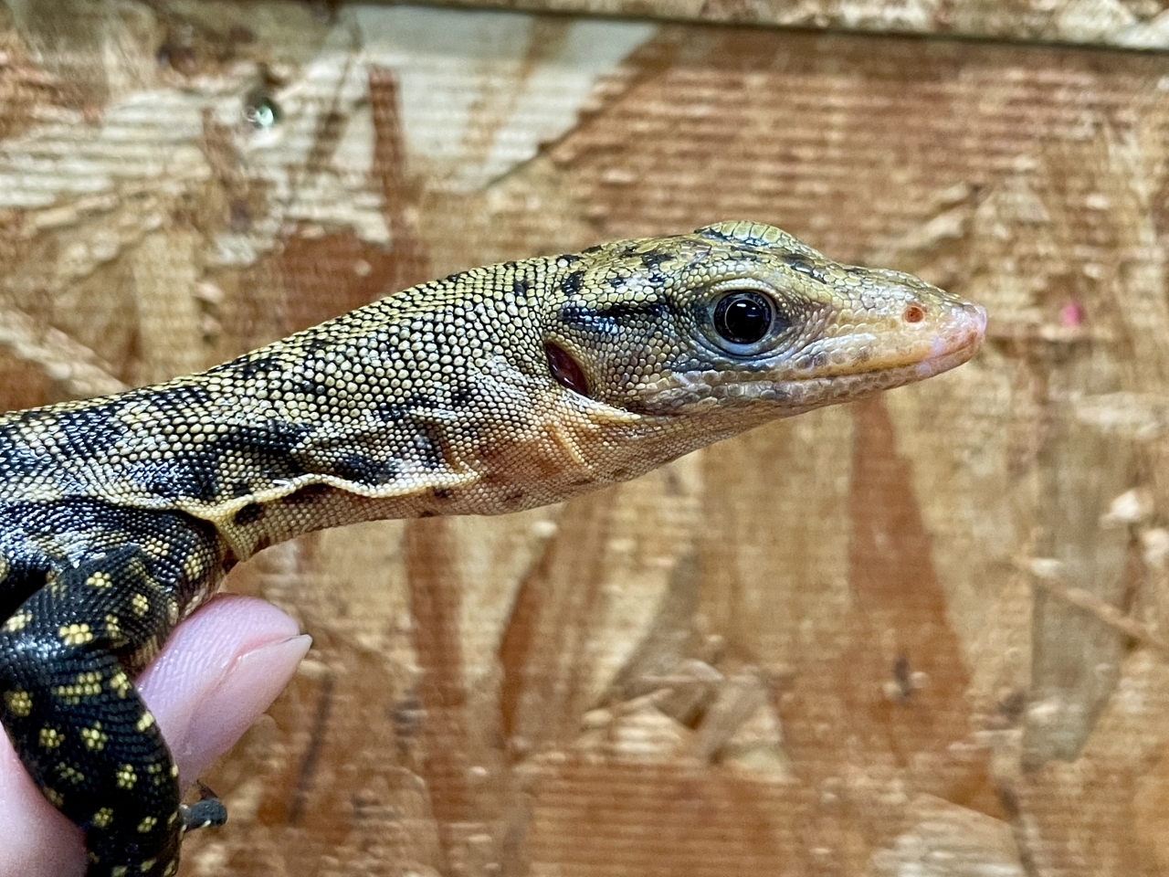 イエローヘッドモニター（ハイイエロー）(4)