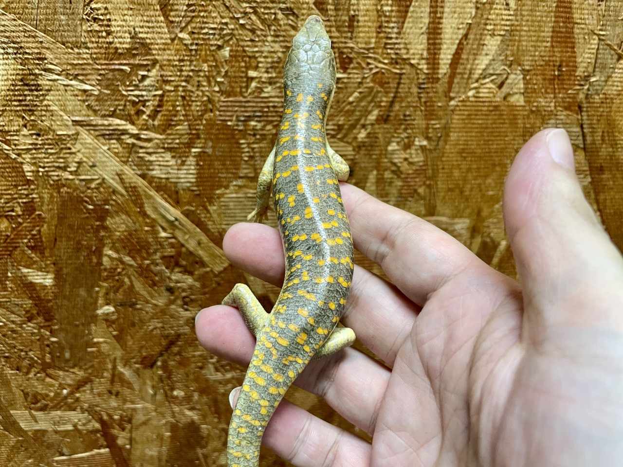 シュナイダースキンク(3)