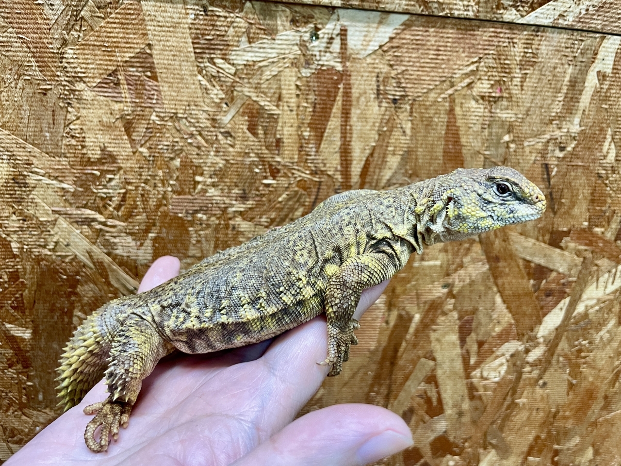 ゲイリートゲオアガマ（イエロー）(4)