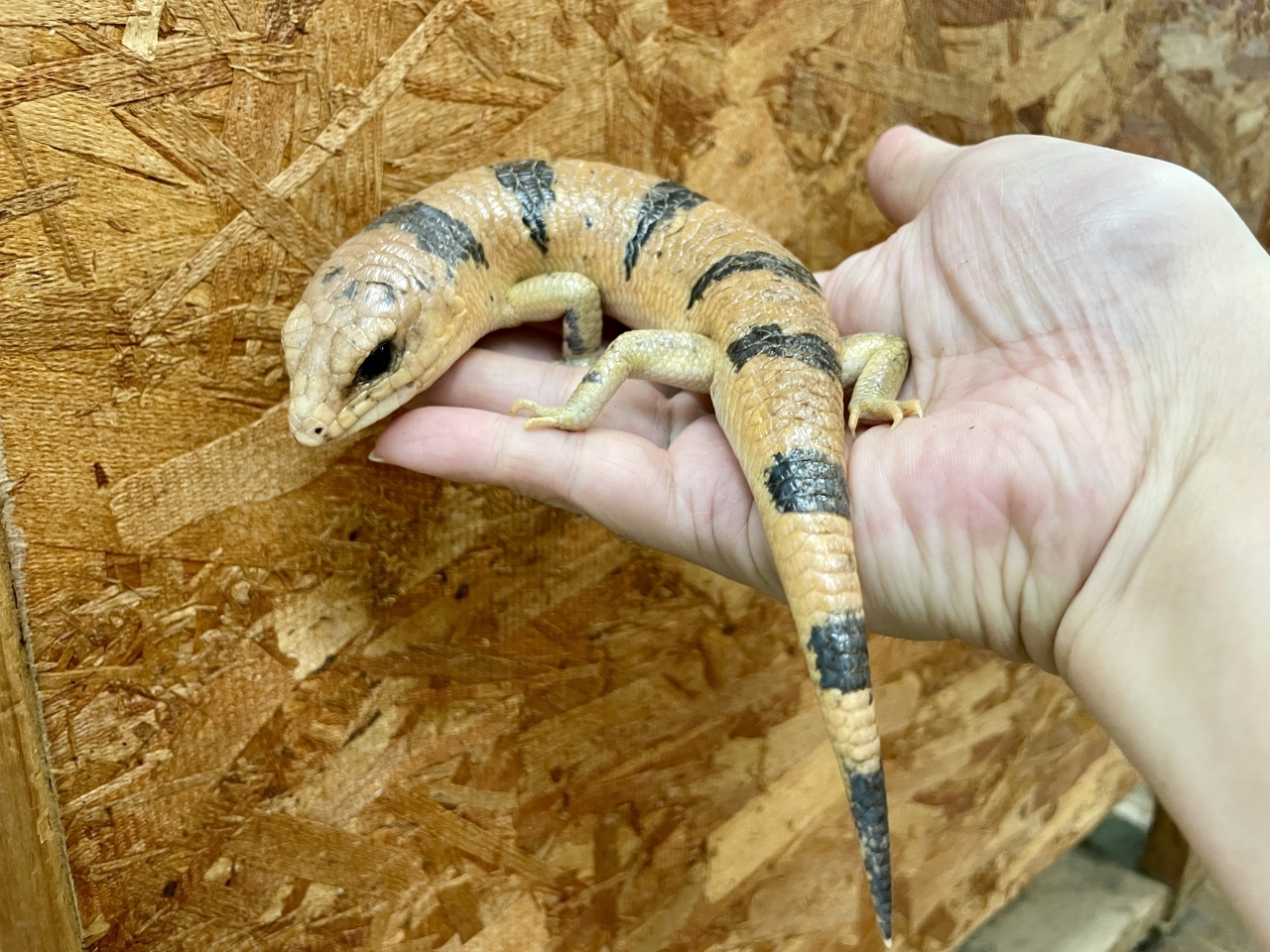 ピーターズバンデッドスキンク(2)