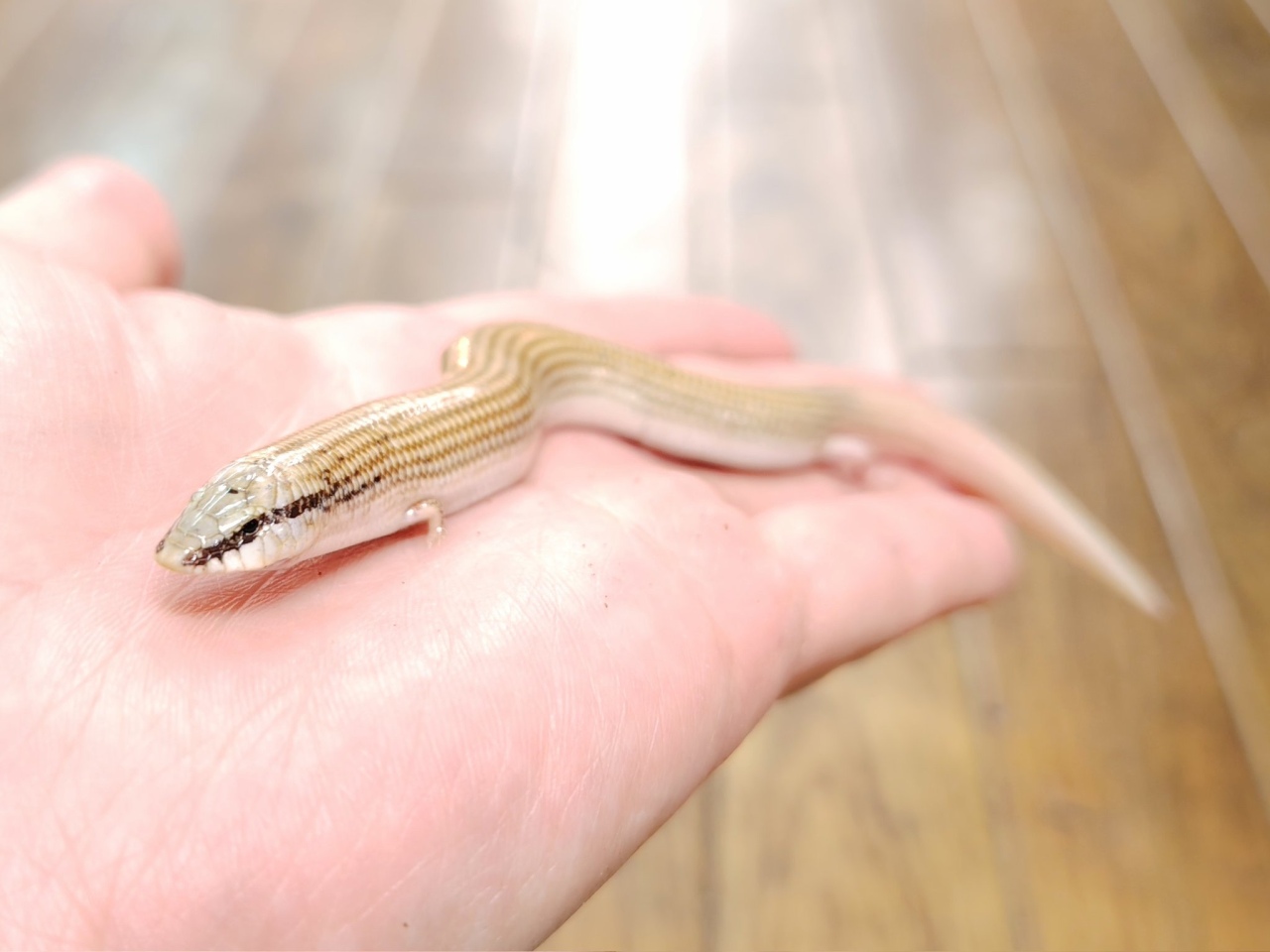 クサビトカゲ(2)