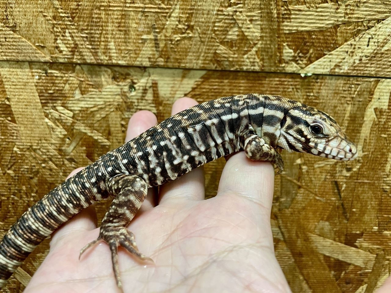 アルゼンチンレッドテグー(1)